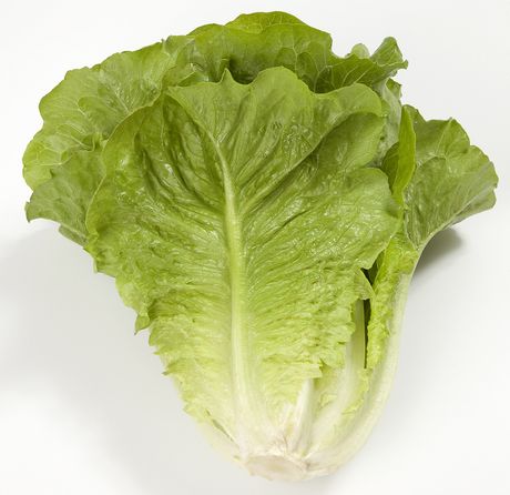 LATTUGA ROMANA BIONDA 2 - NR.2000 SEMI